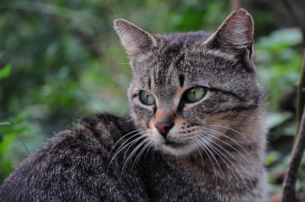 cat, cat pictures, cats, pet, cat eye, kitty, animals, nature, animal, green, animal pictures