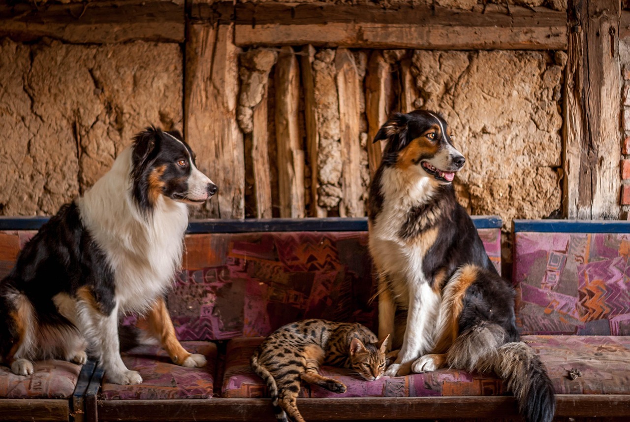 border, animal, pet, collies, dog, bengal, cat