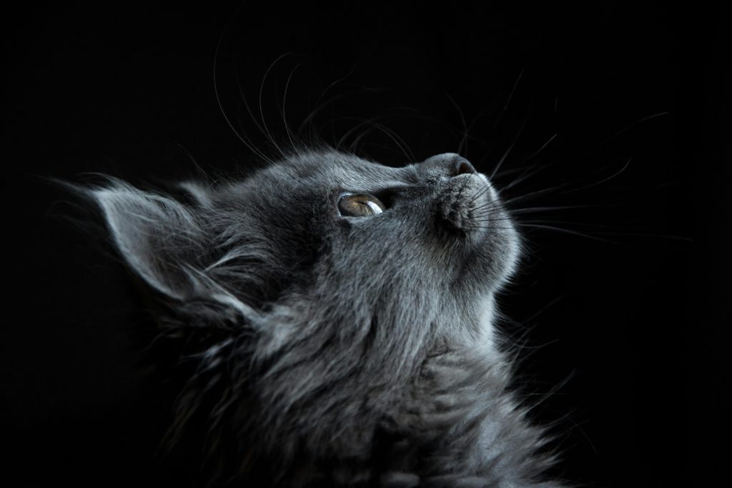 Adorable gray kitten looking up with a dark background, showcasing fluffy fur and whiskers.